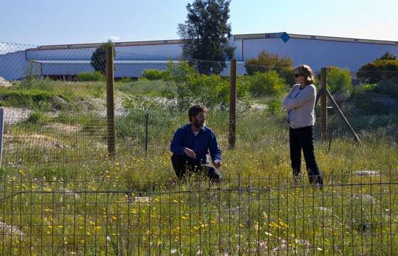 Imagem de Serruria furcellata R. Br.