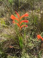 Слика од Watsonia spectabilis Schinz