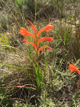 Imagem de Watsonia spectabilis Schinz