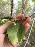 Plancia ëd Crataegus scabrida Sarg.