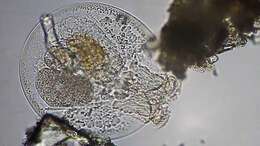 Image of turtle rotifer