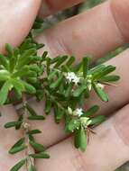 Image of Leucopogon margarodes R. Br.