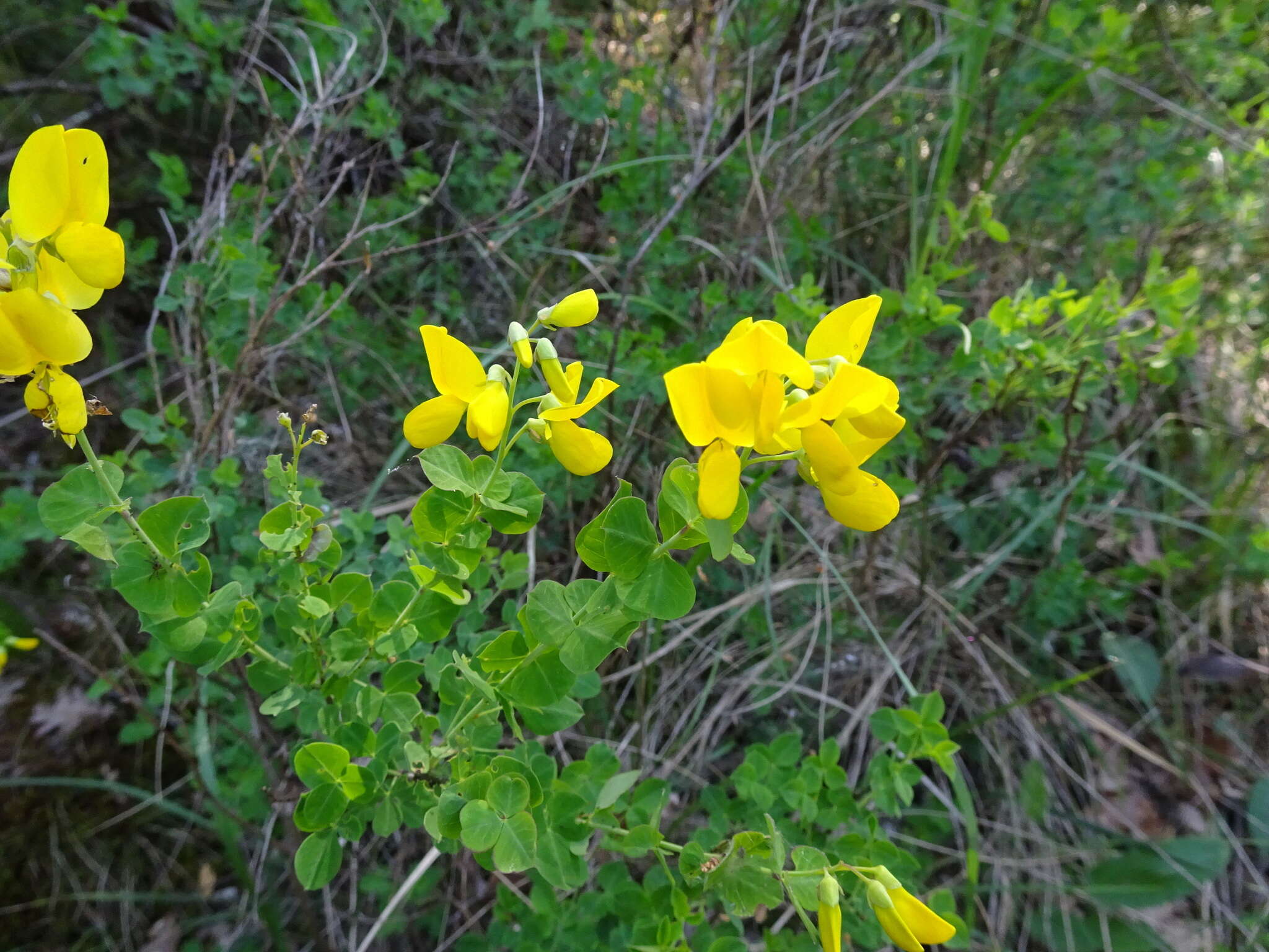 Image of Cytisophyllum