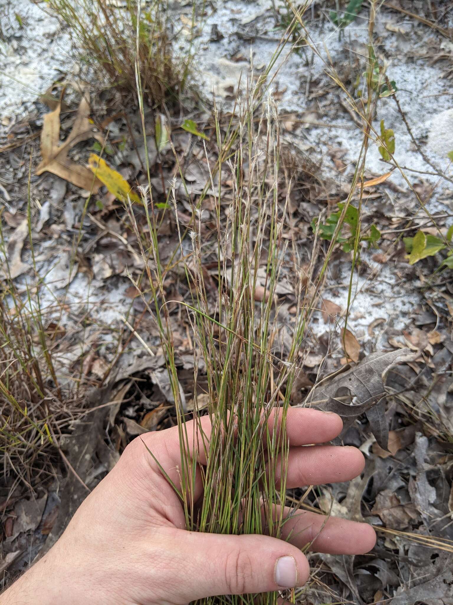 Schizachyrium niveum (Swallen) Gould resmi