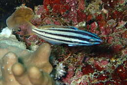 Image of Half-grey wrasse