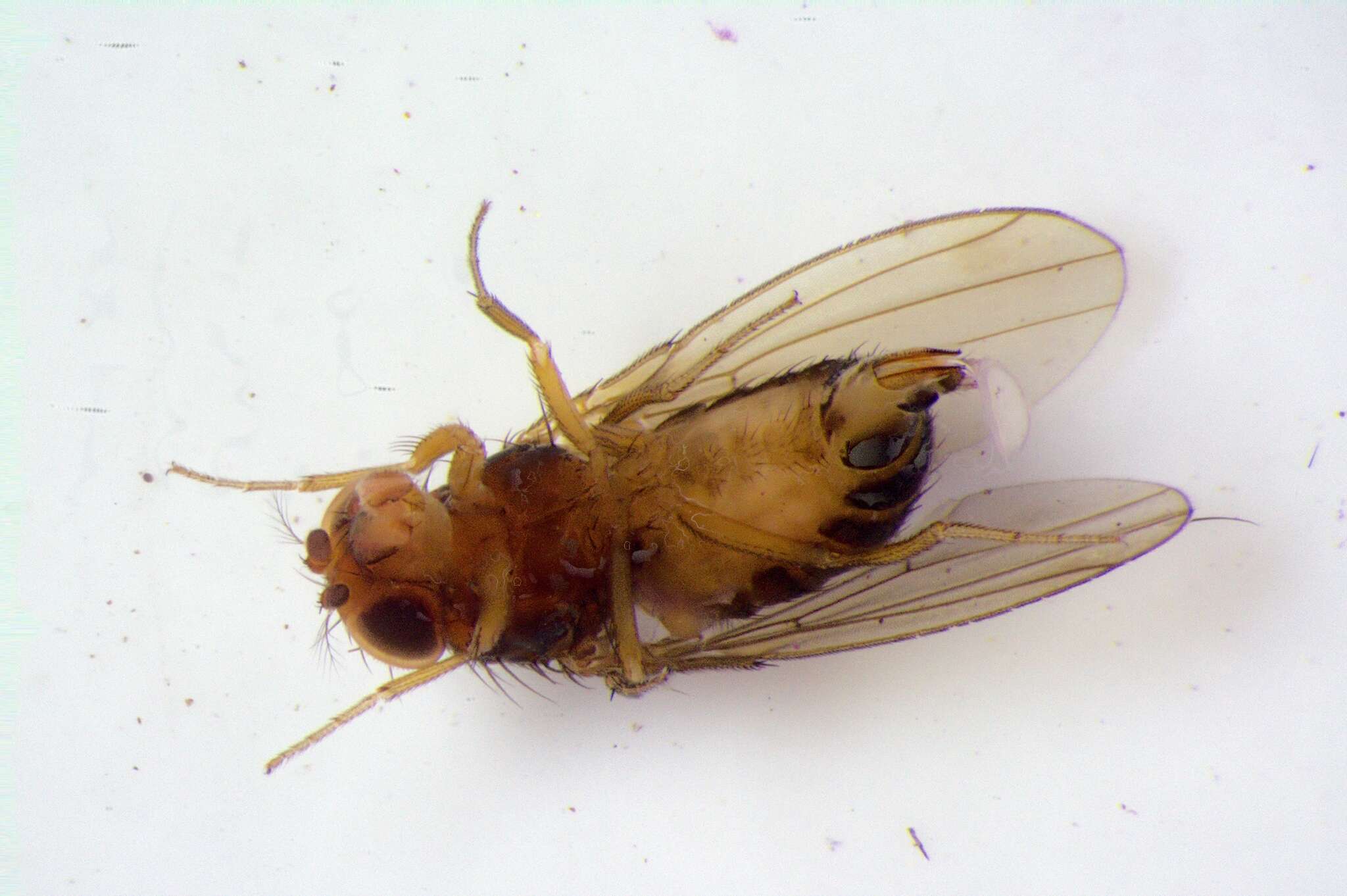 Plancia ëd Drosophila suzukii (Matsumura 1931)