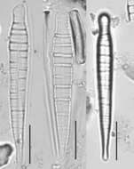 Imagem de <i>Meridion constrictum</i>