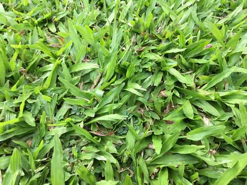 Image of broadleaf carpetgrass