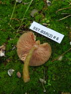 Pluteus flavofuligineus G. F. Atk. 1902 resmi