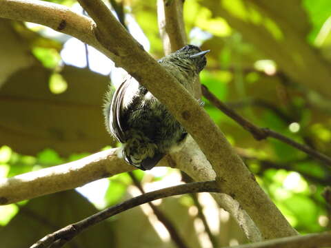 Image of Olivaceous Piculet