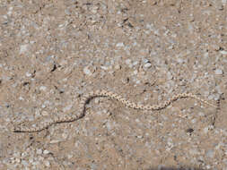 Image of Dwarf Beaked Snake