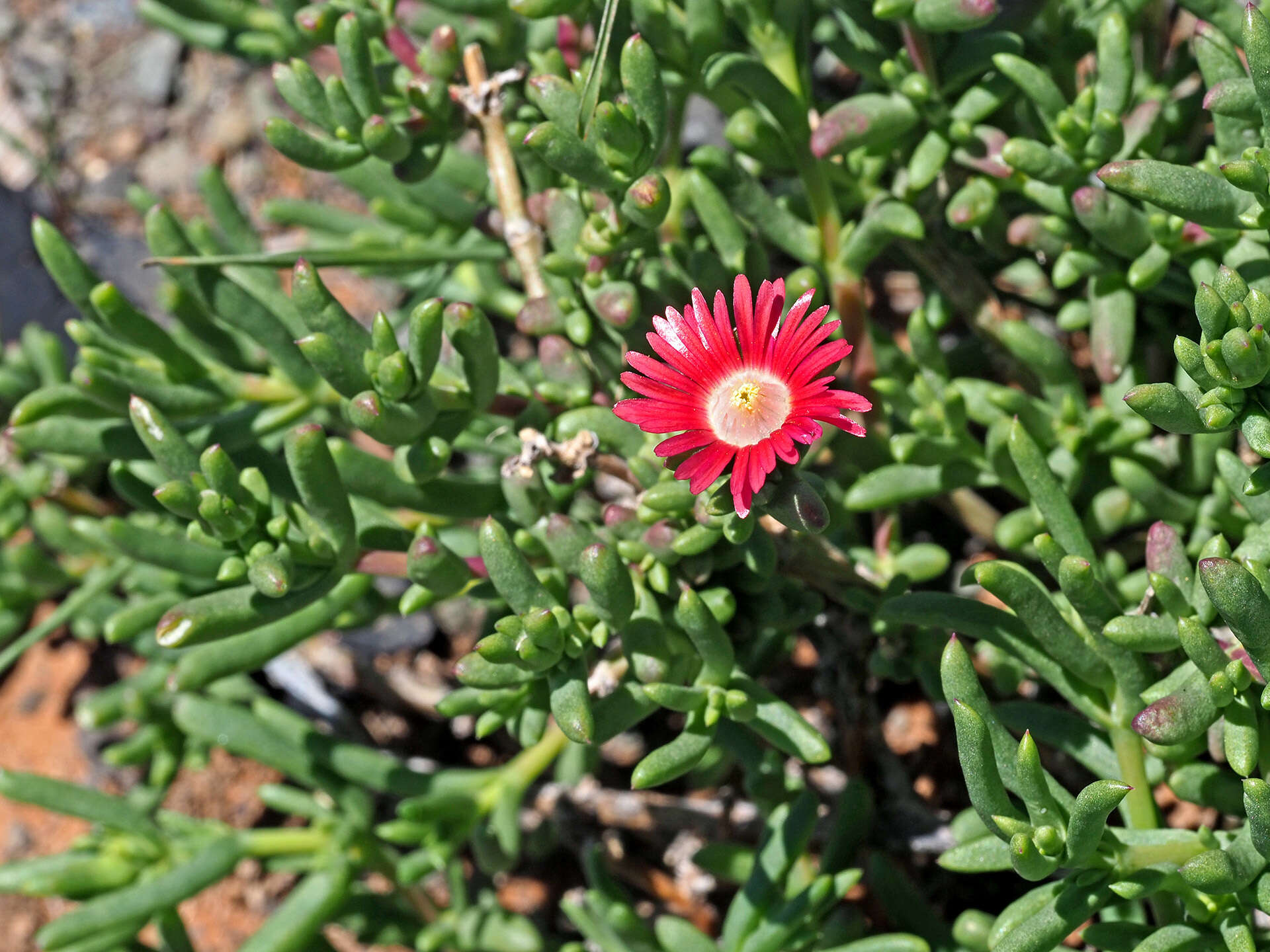 Image of Delosperma peersii Lavis