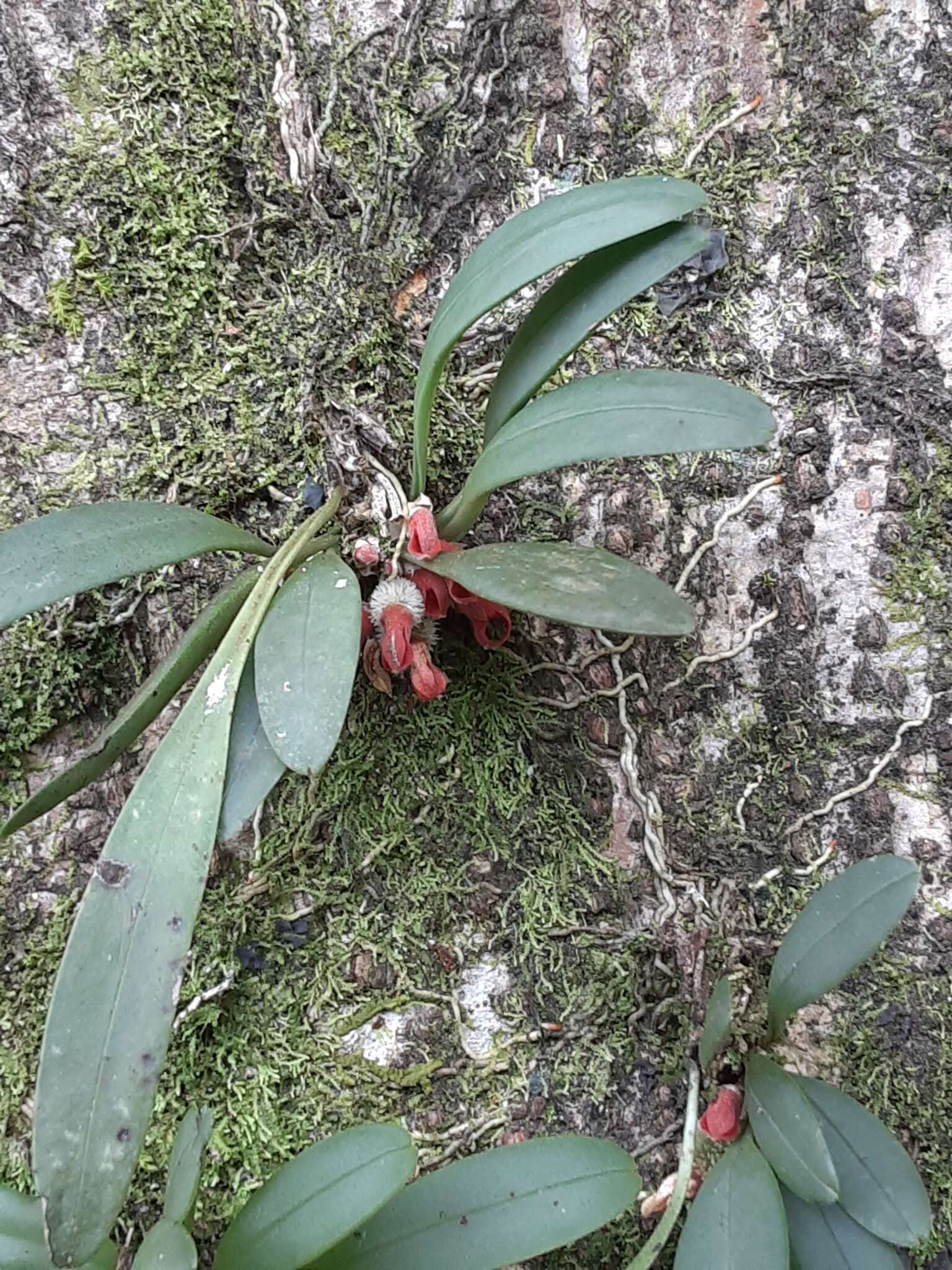 Image of Specklinia tribuloides (Sw.) Pridgeon & M. W. Chase