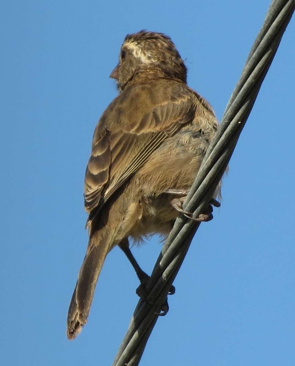 Crithagra gularis humilis (Bonaparte 1850)的圖片