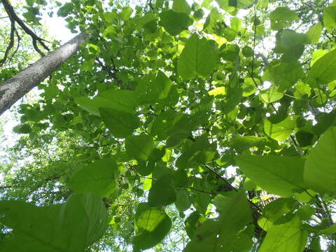 Image of swamp cottonwood