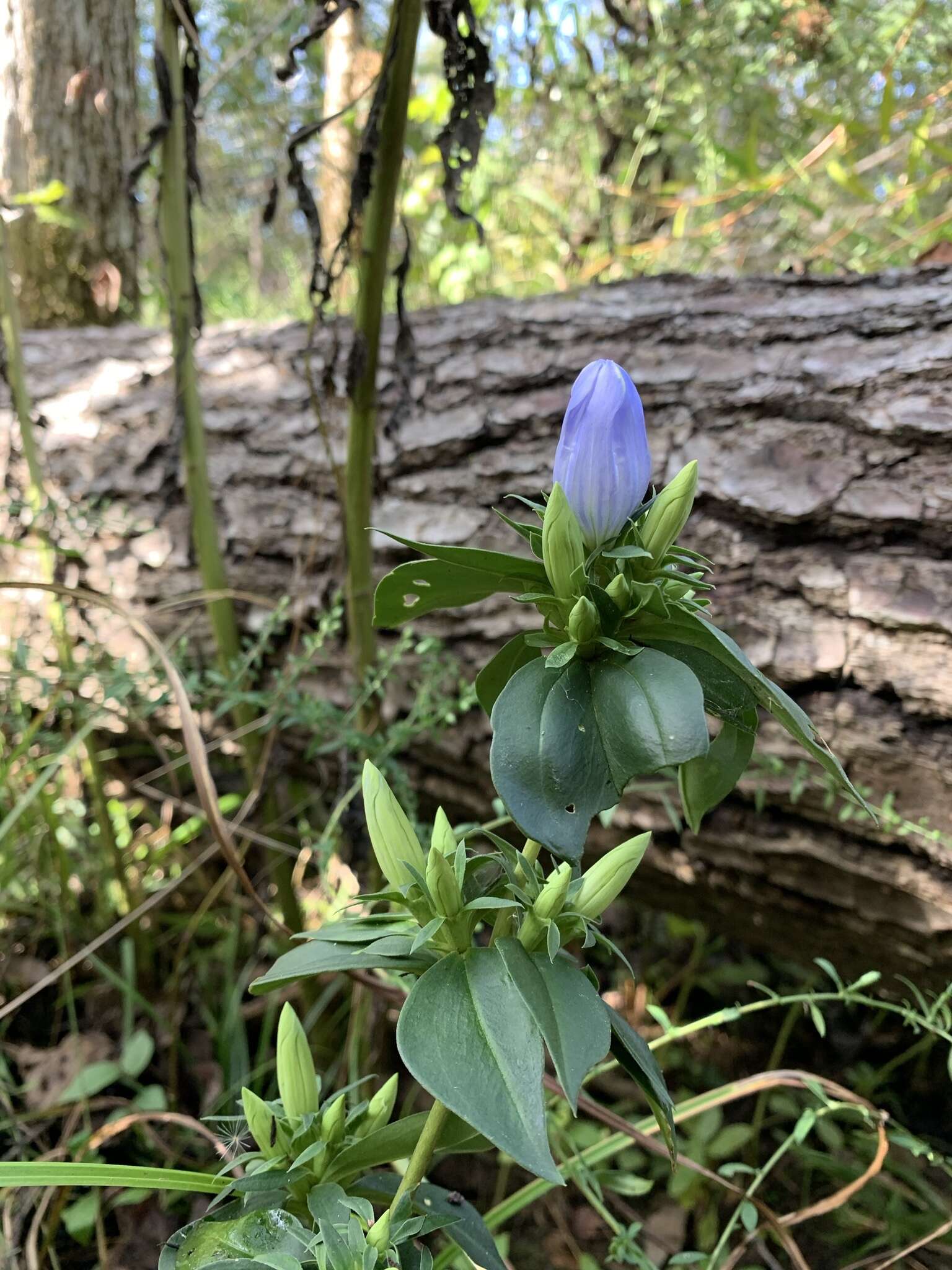 Imagem de Gentiana saponaria L.