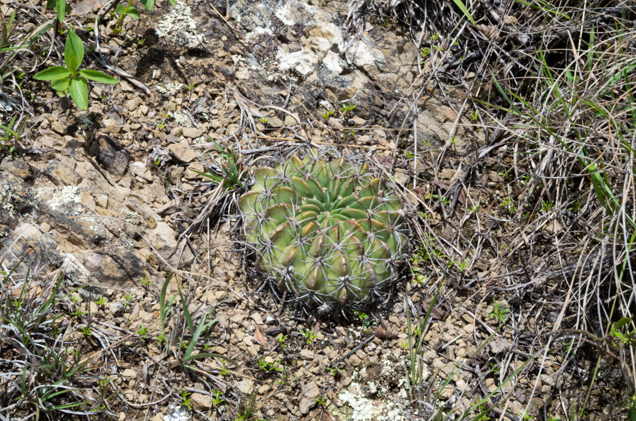 Imagem de Echinopsis obrepanda (Salm-Dyck) K. Schum.