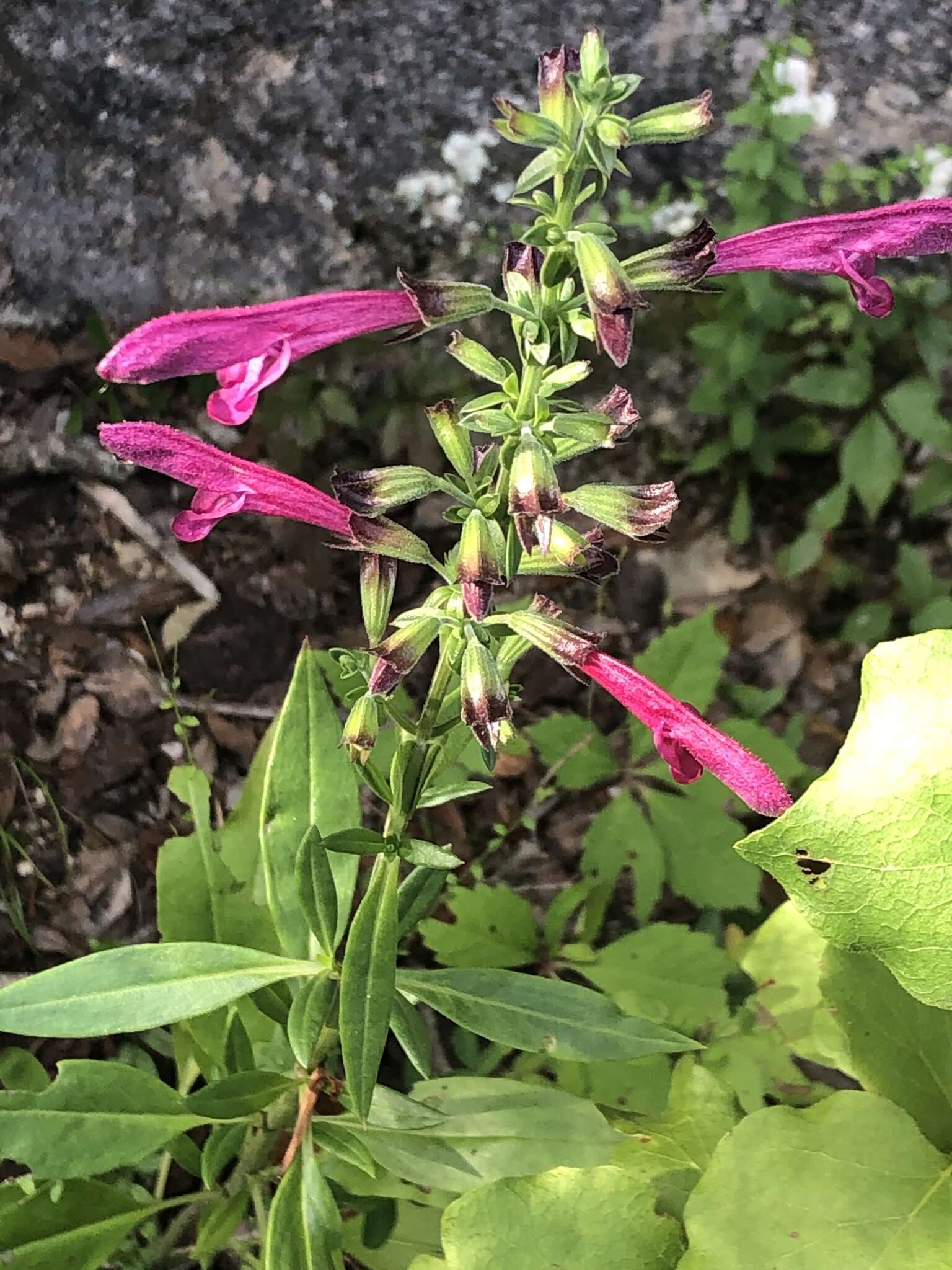 Image of Big Red Sage