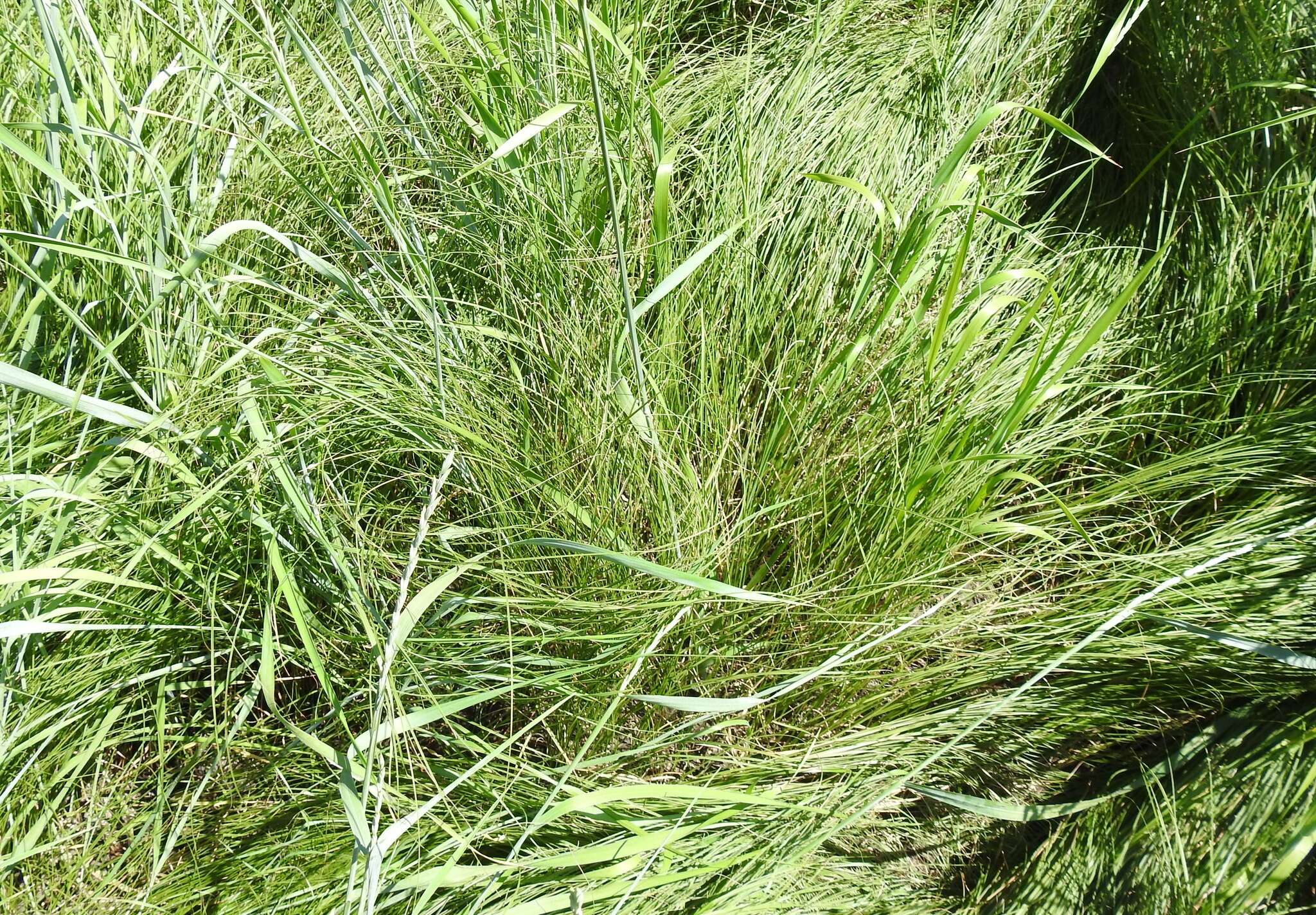 Image de Stipa tirsa Steven