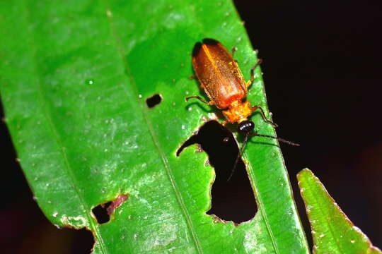 Image of Luciola substriata Gorham 1880