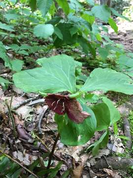 Imagem de Trillium vaseyi Harb.