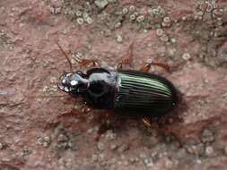 صورة Harpalus (Harpalus) smaragdinus (Duftschmid 1812)