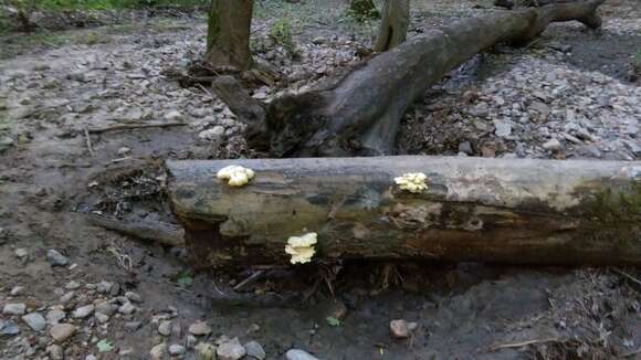 Pleurotus citrinopileatus Singer 1942 resmi