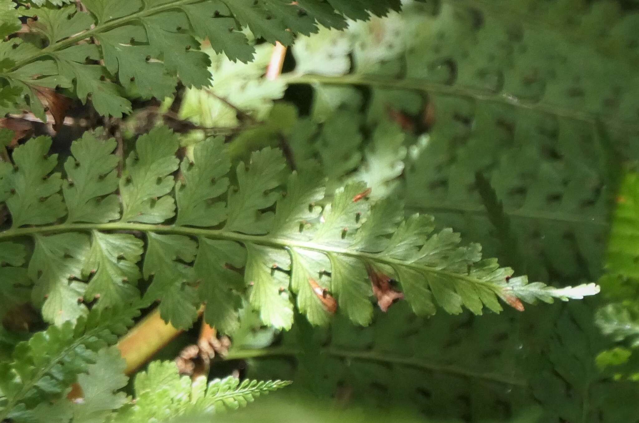 Plancia ëd Dennstaedtia bipinnata (Cav.) Maxon