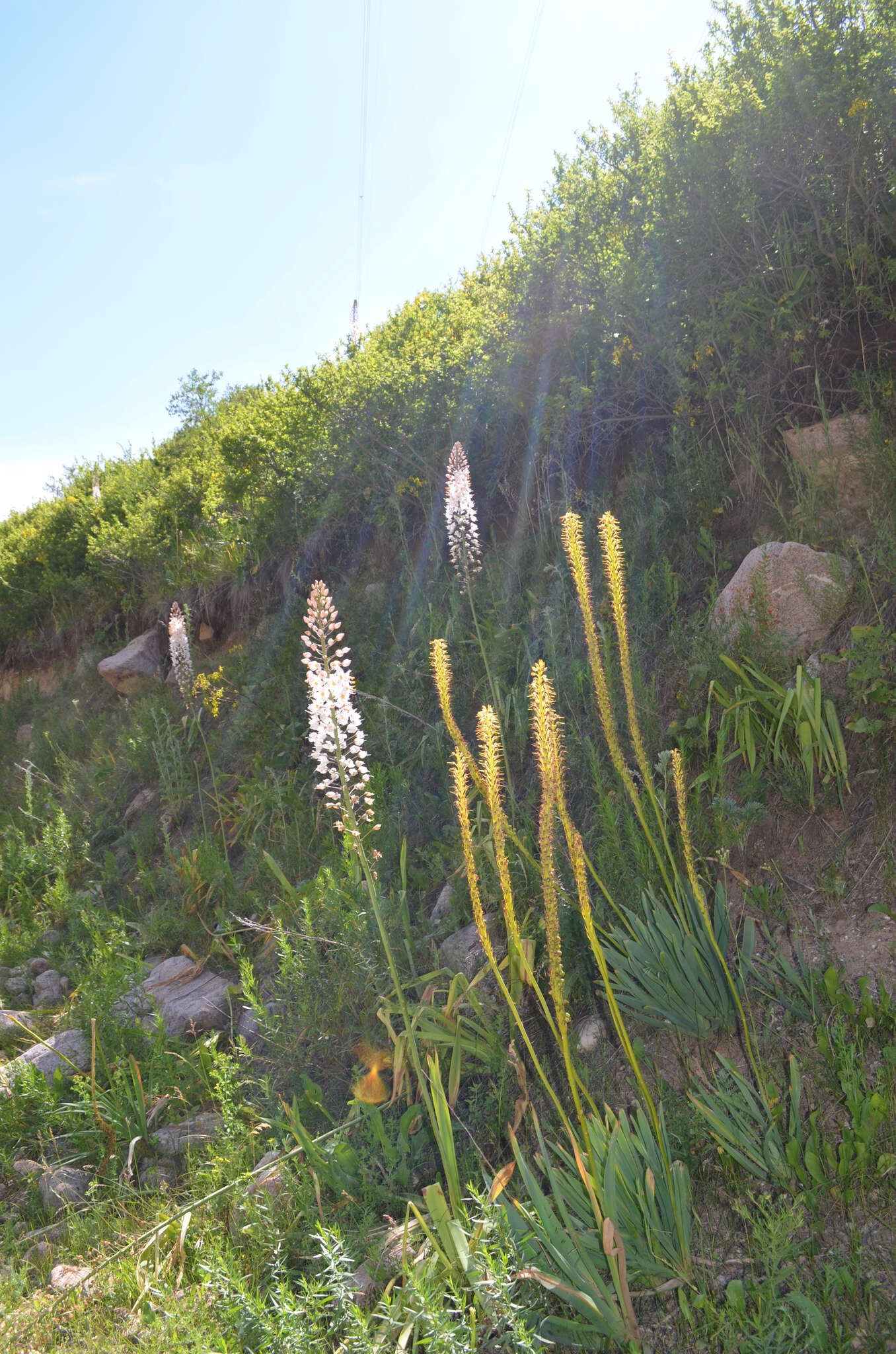 Image of Foxtail lily