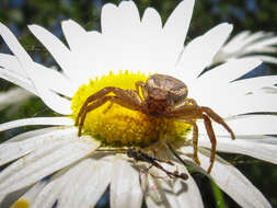 Image of Xysticus emertoni Keyserling 1880