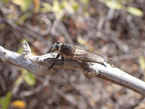 صورة Promachus vexator Becker 1908