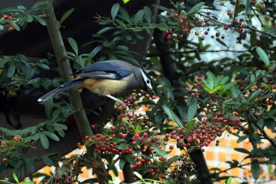 Image of White-eared Sibia