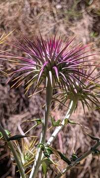 Image de Ptilostemon hispanicus (Lam.) W. Greuter