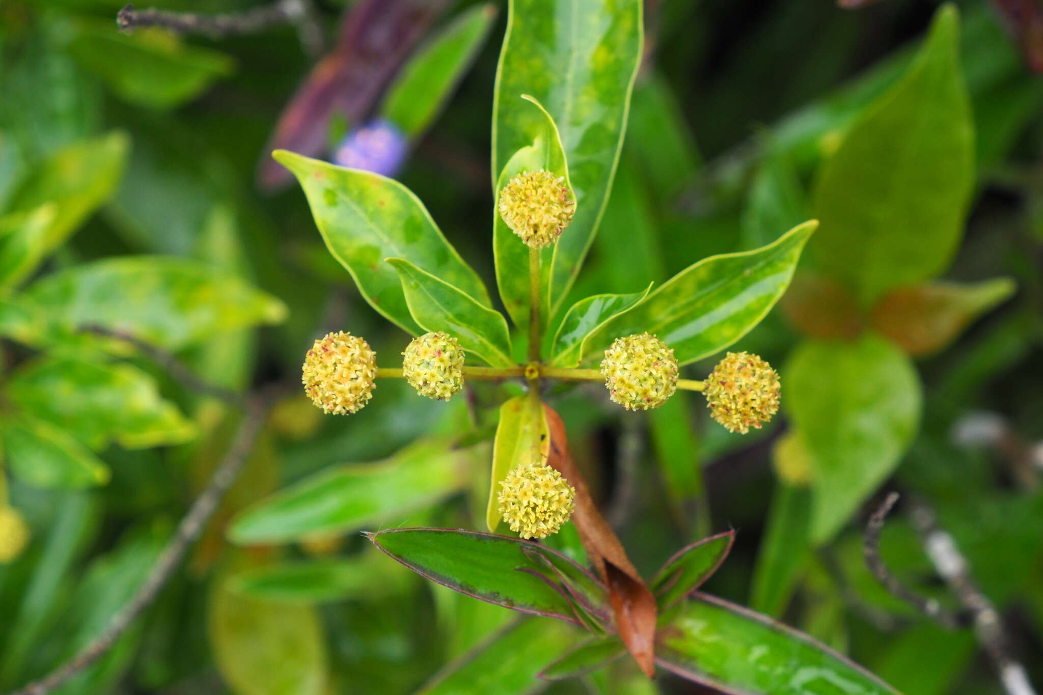 Image of Adina pilulifera (Lam.) Franch. ex Drake