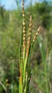 Image of Wrinkled Joint-Tail Grass