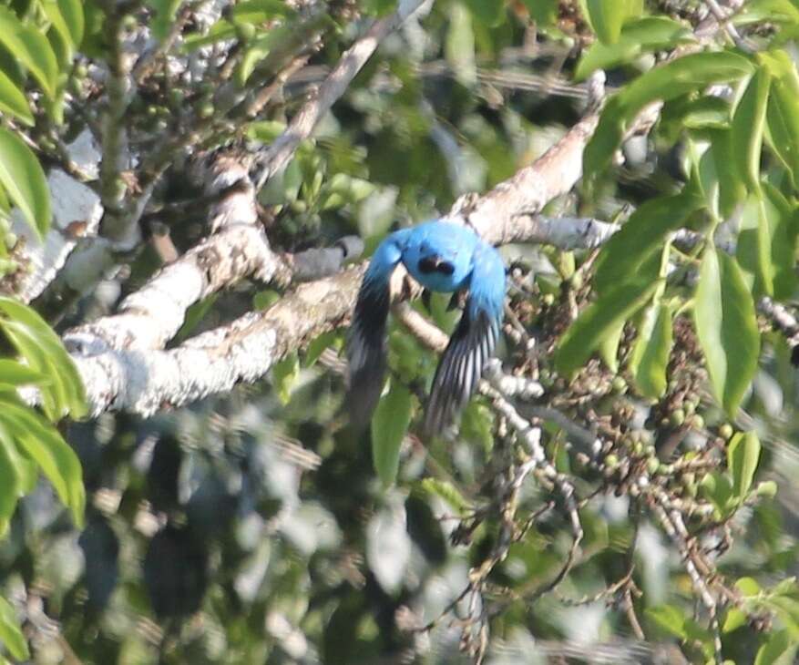 Image of Plum-throated Cotinga