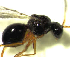 Image of Parasitoid wasp