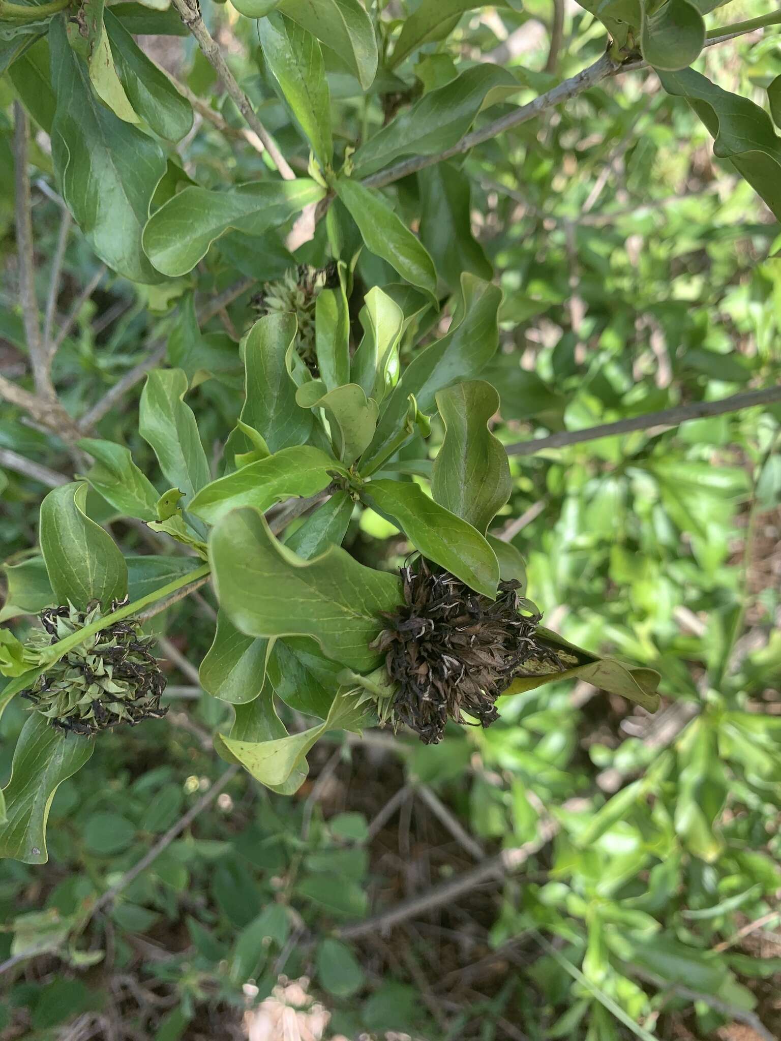 Image de Pavetta catophylla K. Schum.