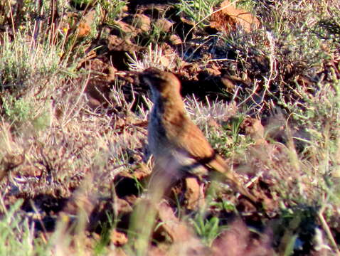 Image of Certhilauda subcoronata gilli Roberts 1936