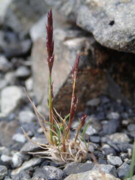 Image of Agrostis muelleriana Vickery