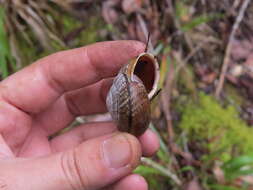 Image of <i>Helminthoglypta arrosa pomoensis</i> A. G. Smith 1938