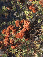 Image of Santa Cruz Island buckwheat