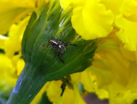 صورة Thyene imperialis (Rossi 1846)