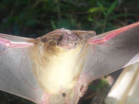 Image of Peters' Wrinkle-lipped Bat