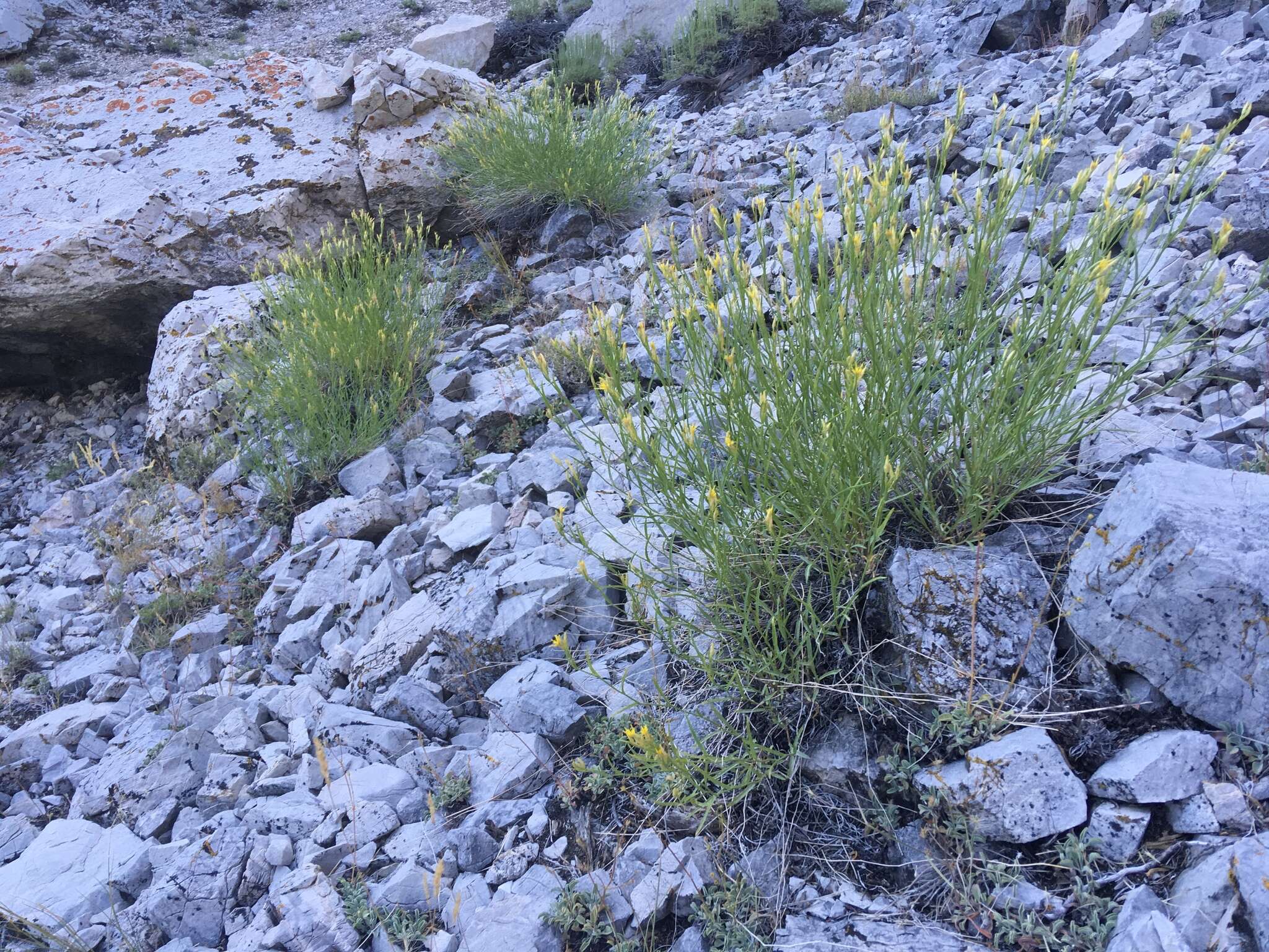 Image of Panamint rock goldenrod