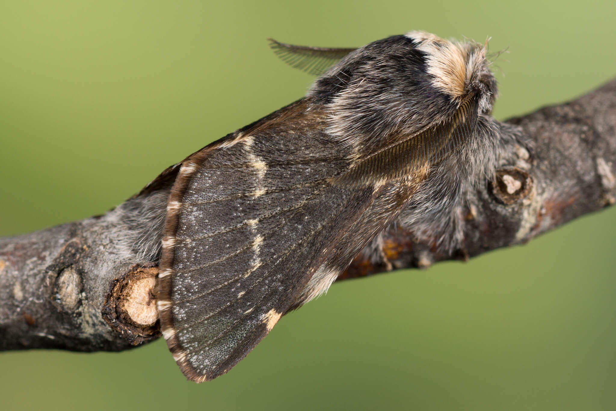 Poecilocampa resmi