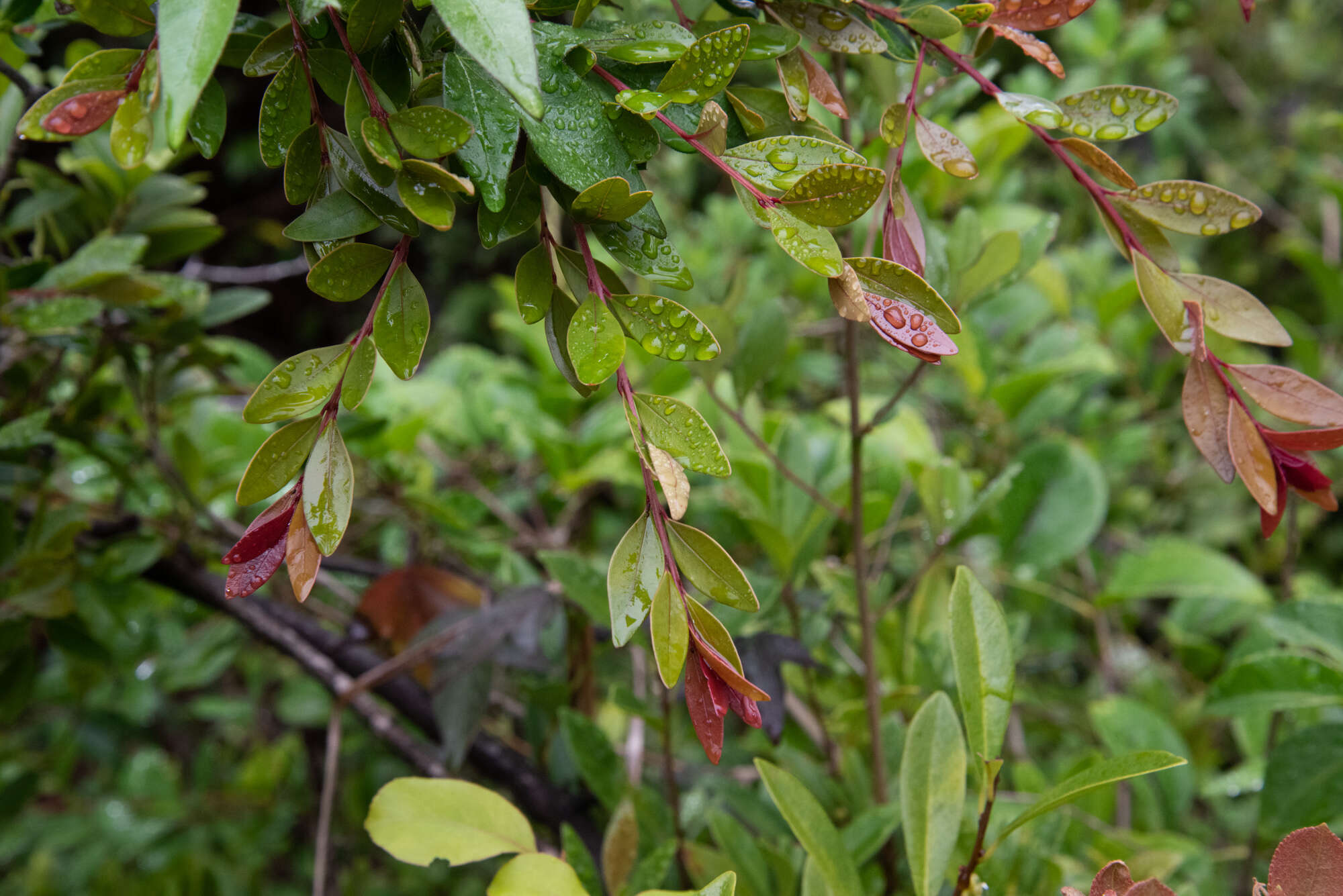 Image of Syzygium buxifolium Hook. & Arn.