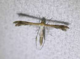 Image of Plume moth