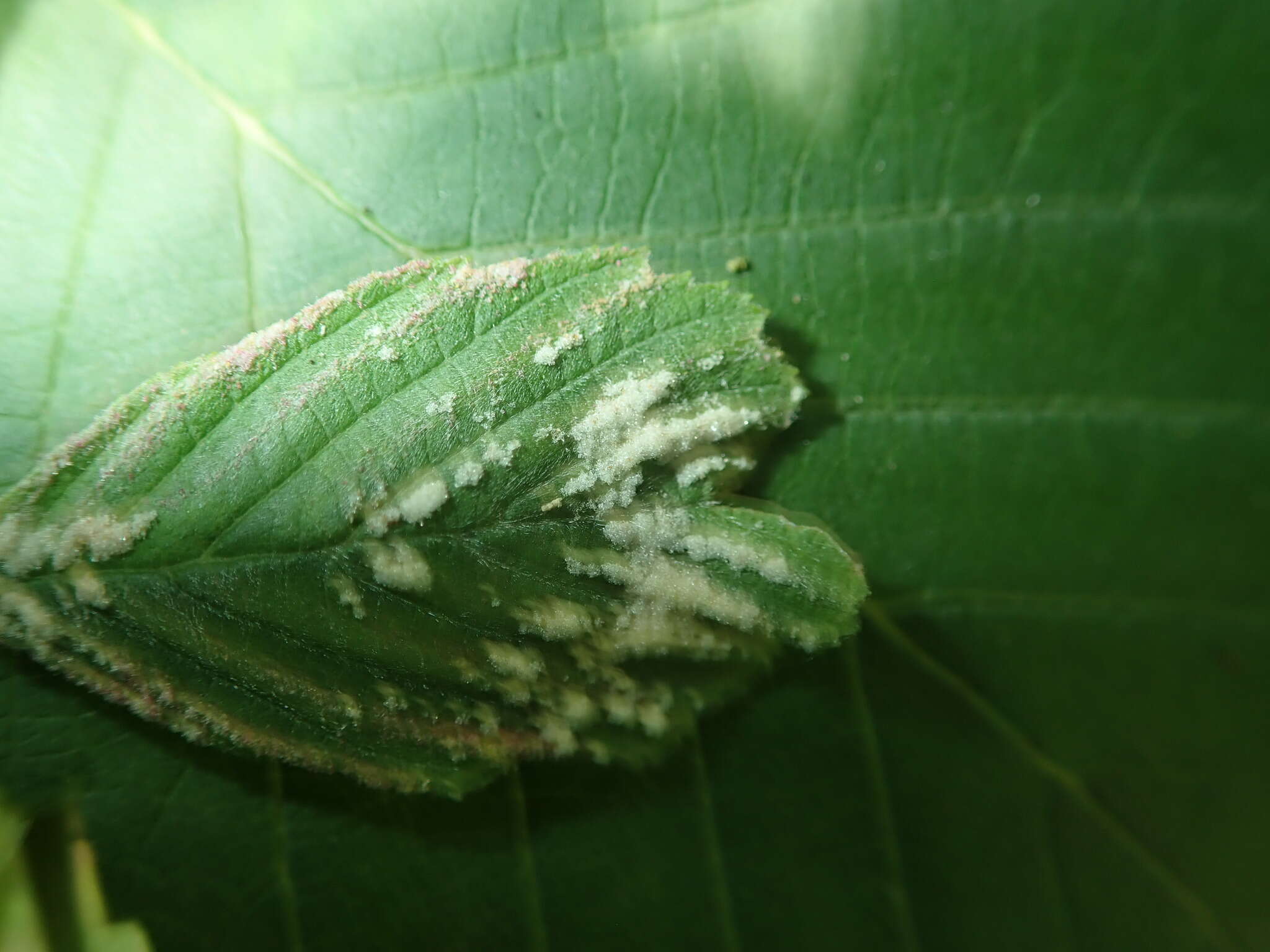 Image of <i>Acalitus phyllereus</i> (Nalepa 1919)