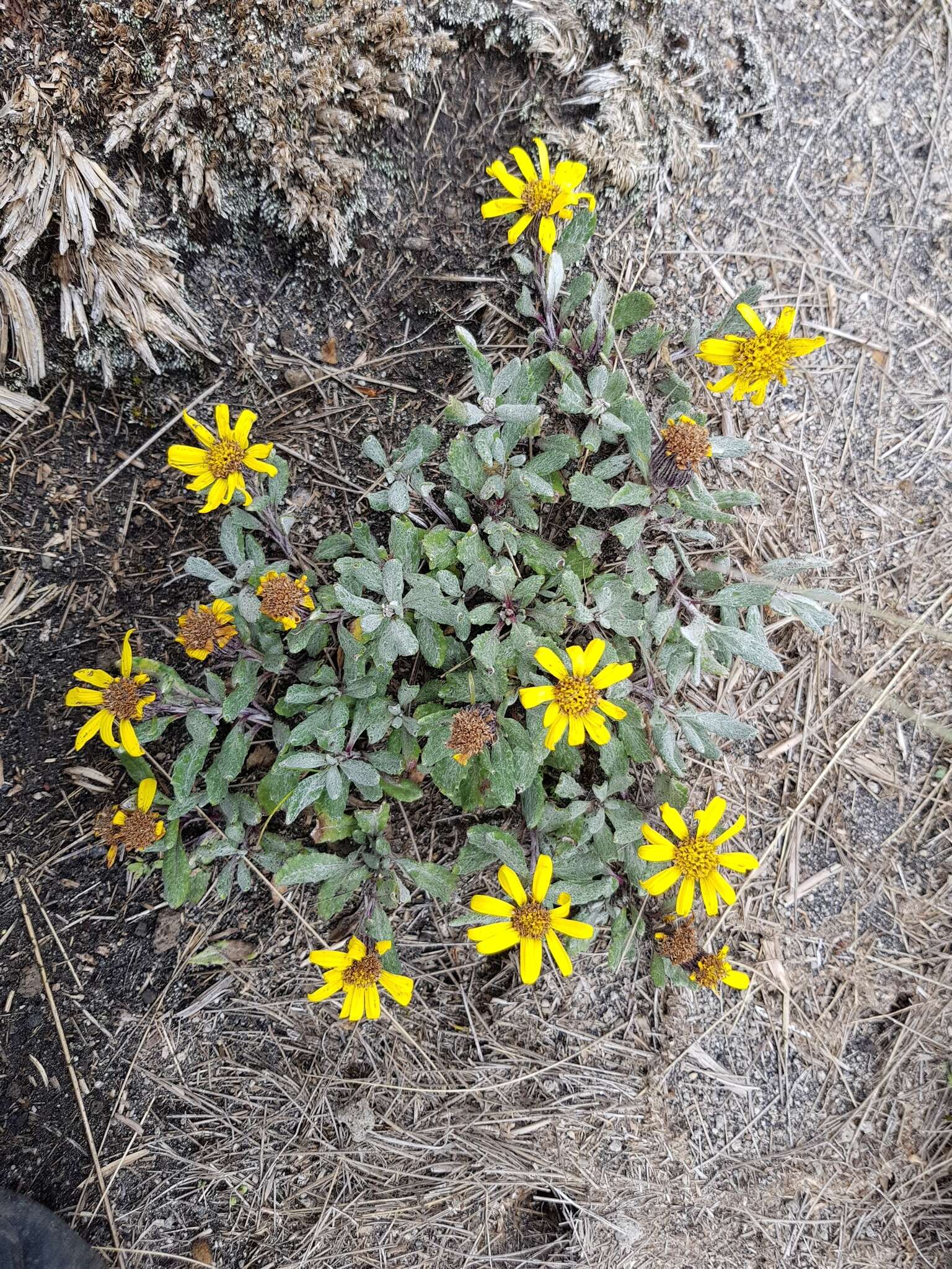 Image of Senecio procumbens Kunth